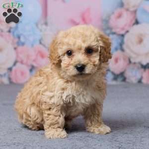 Toronto, Bich-Poo Puppy